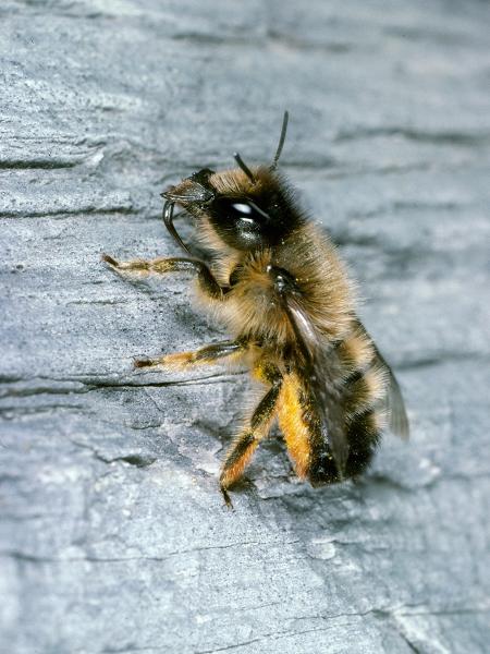 Wildbienen der Schweiz Östliche Felsen-Mauerbiene - Osmia mustelina