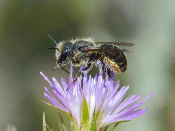 Wildbienen der Schweiz Einhöckerige Mauerbiene - Osmia niveata