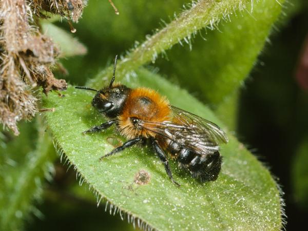 Les abeilles sauvages de Suisse  - Osmia pilicornis