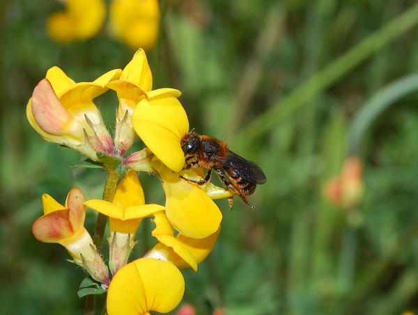 Les abeilles sauvages de Suisse  - Osmia rufohirta