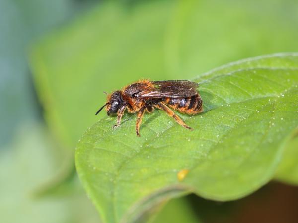Les abeilles sauvages de Suisse  - Osmia rufohirta