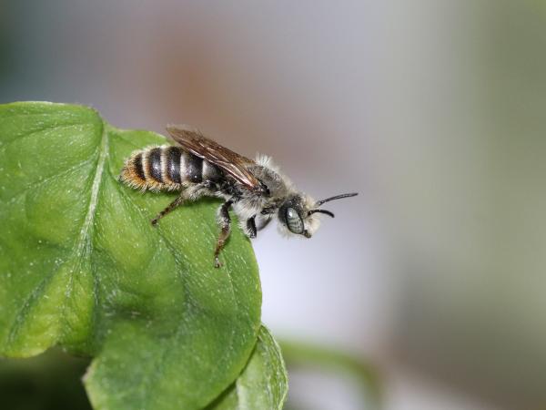Les abeilles sauvages de Suisse  - Osmia rufohirta