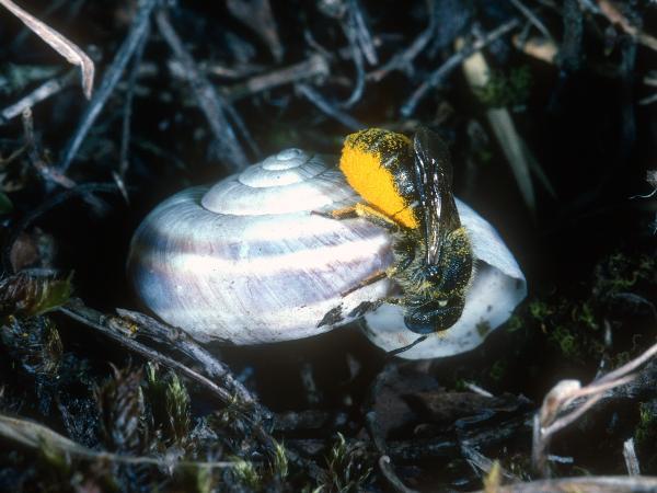 Les abeilles sauvages de Suisse  - Osmia spinulosa