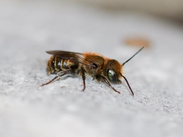Wildbienen der Schweiz Schimmernde Mauerbiene - Osmia submicans