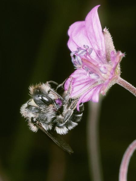 Wildbienen der Schweiz Triester Mauerbiene - Osmia tergestensis