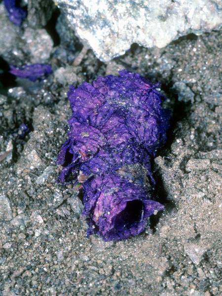 Wildbienen der Schweiz Triester Mauerbiene - Osmia tergestensis