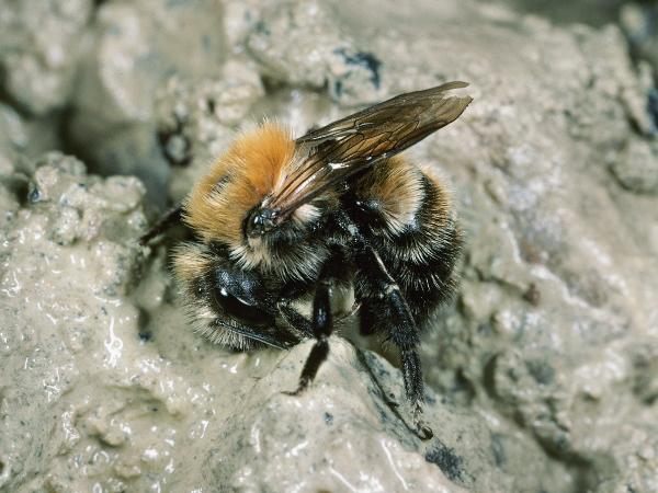Les abeilles sauvages de Suisse  - Osmia xanthomelana