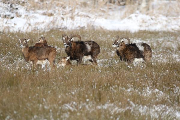 Les espèces néozones de Suisse Mouflon méditerranéen - Ovis gmelini musimon