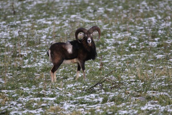 Les espèces néozones de Suisse Mouflon méditerranéen - Ovis gmelini musimon