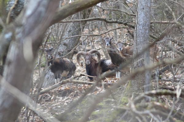 Les espèces néozones de Suisse Mouflon méditerranéen - Ovis gmelini musimon
