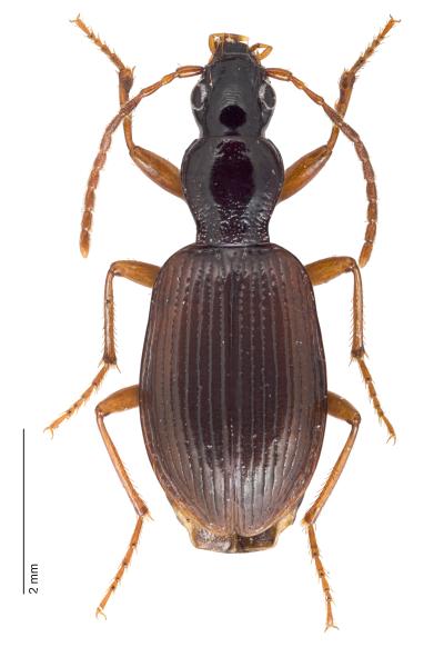 Carabes de Suisse  - Oxypselaphus obscurus