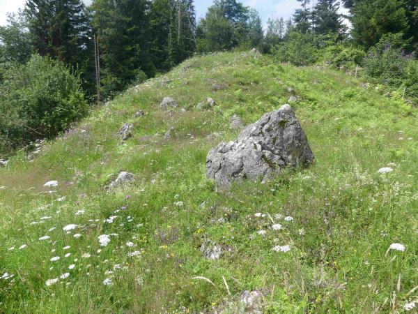 Wildbienen der Schweiz  - Hylaeus gredleri