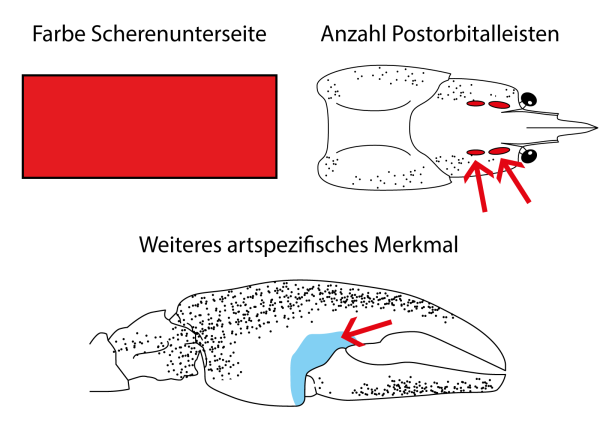  Signalkrebs - Pacifastacus leniusculus