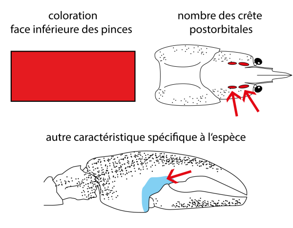 Ecrevisse signal, e. de Californie, E du pacifique - Pacifastacus leniusculus