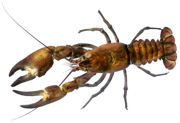  Ecrevisse signal, e. de Californie, E du pacifique - Pacifastacus leniusculus