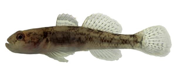 Fischen der Schweiz Ghiozzo  - Padogobius bonelli 