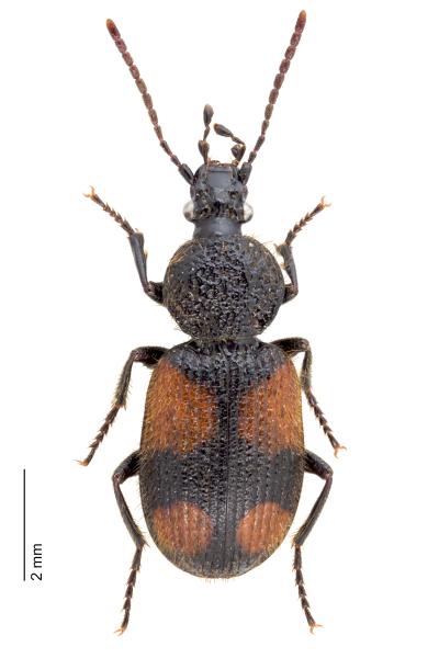 Carabes de Suisse  - Panagaeus bipustulatus