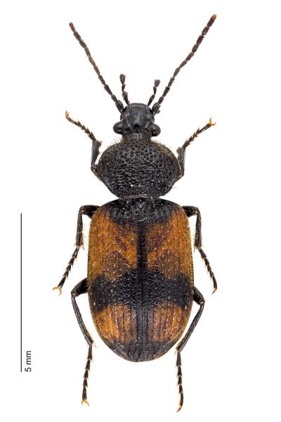 Carabes de Suisse  - Panagaeus cruxmajor