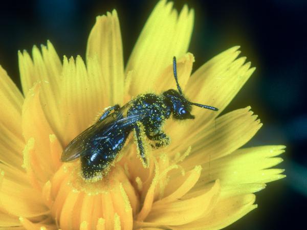 Les abeilles sauvages de Suisse  - Panurginus sericatus