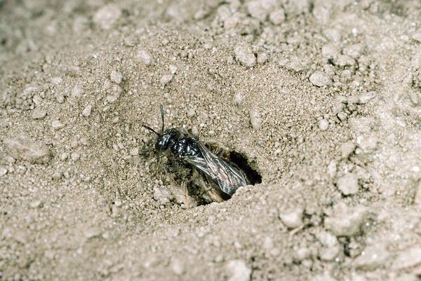 Les abeilles sauvages de Suisse Panurge calcaire - Panurgus calcaratus