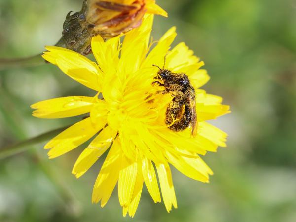 Les abeilles sauvages de Suisse Panurge de Banks - Panurgus banksianus