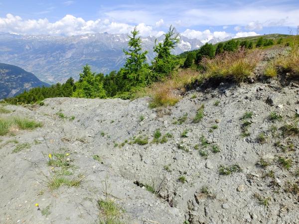 Les abeilles sauvages de Suisse Panurge de Banks - Panurgus banksianus