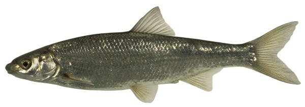Fischen der Schweiz Sofie  - Parachondrostoma toxostoma 