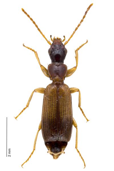   - Paradromius linearis linearis