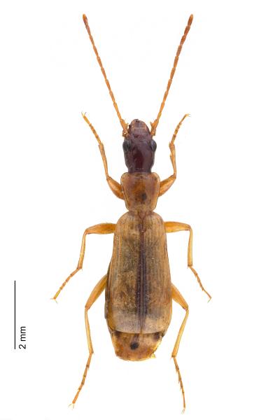   - Paradromius longiceps