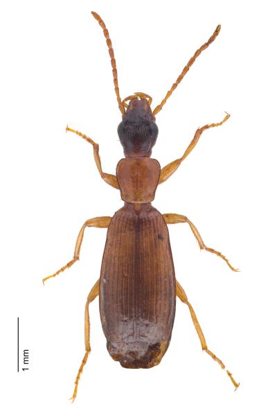   - Paradromius ruficollis