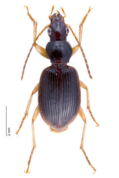Carabes de Suisse  - Paranchus albipes