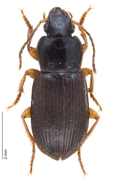 Carabes de Suisse  - Parophonus maculicornis
