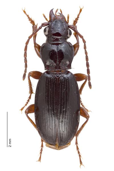 Carabes de Suisse  - Patrobus atrorufus