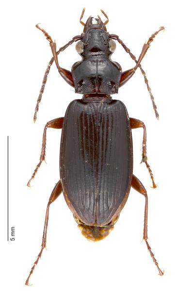 Carabes de Suisse  - Patrobus australis