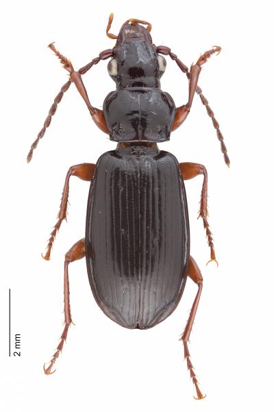 Carabes de Suisse  - Patrobus septentrionis