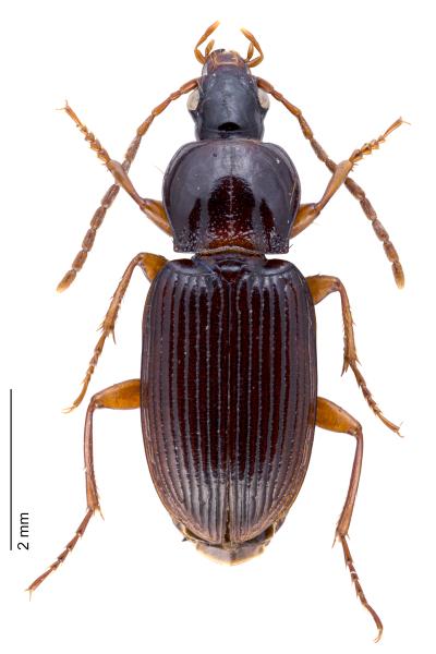   - Pedius longicollis