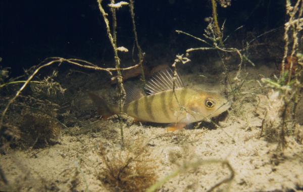 Fischen der Schweiz Egli oder Flussbarsch  - Perca fluviatilis 