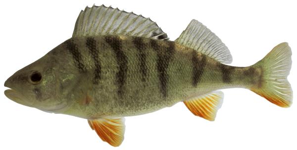 Fischen der Schweiz Egli oder Flussbarsch  - Perca fluviatilis 