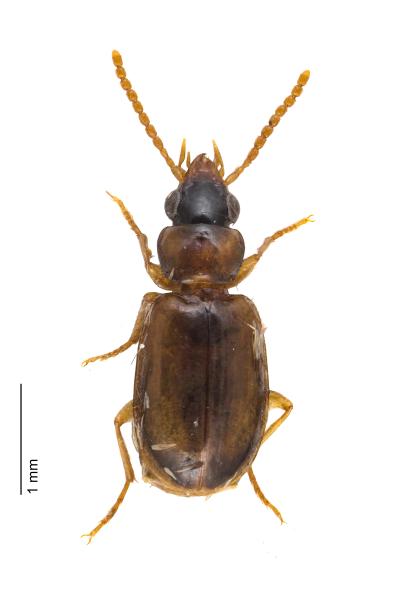 Carabes de Suisse  - Perigona nigriceps