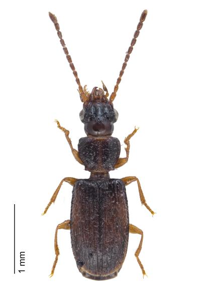 Carabes de Suisse  - Perileptus areolatus areolatus