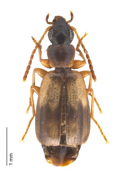 Carabes de Suisse  - Philorhizus crucifer confusus