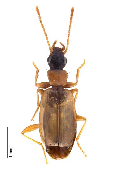   - Philorhizus melanocephalus