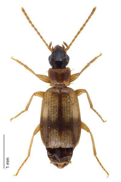   - Philorhizus notatus