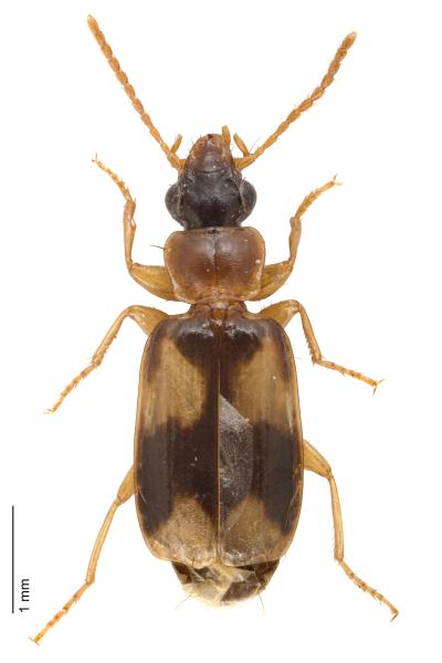   - Philorhizus quadrisignatus