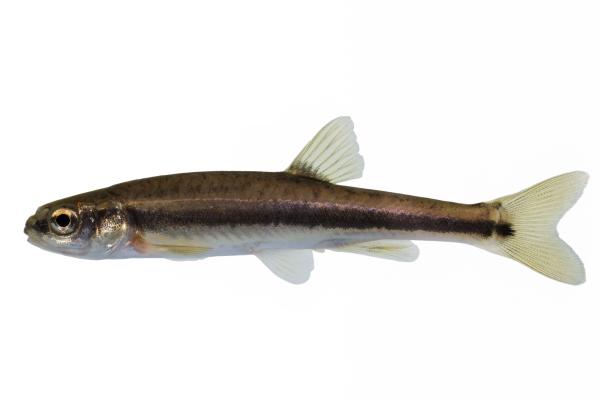Poissons de Suisse Sanguinerola italiana  - Phoxinus lumaireul 
