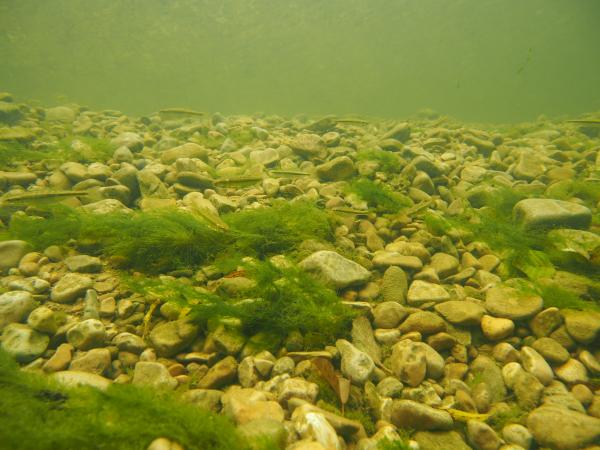 Poissons de Suisse Vairon commun  - Phoxinus phoxinus 