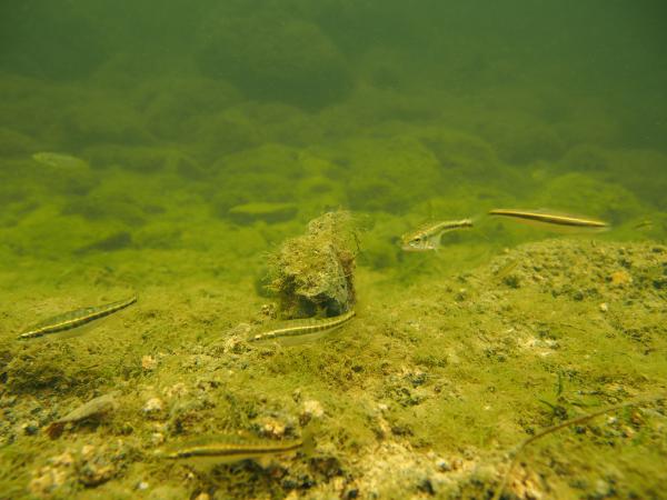 Poissons de Suisse Vairon commun  - Phoxinus phoxinus 