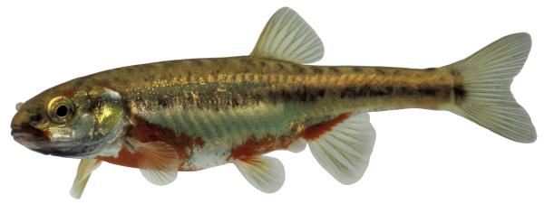 Poissons de Suisse Vairon commun  - Phoxinus phoxinus 