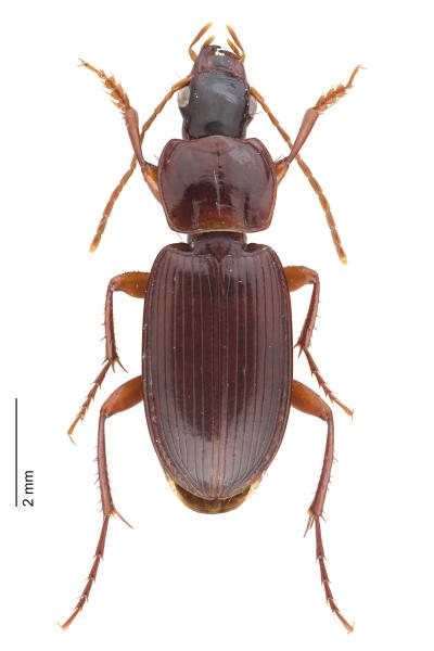 Carabes de Suisse  - Platyderus depressus