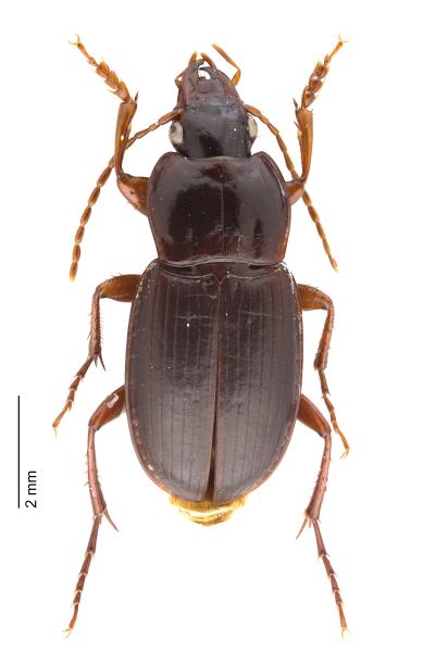   - Platyderus rufus rufus